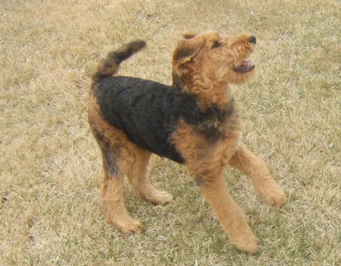 Airedale-Terrier-Welpe steht auf trockenem Gras und blickt hinauf.
