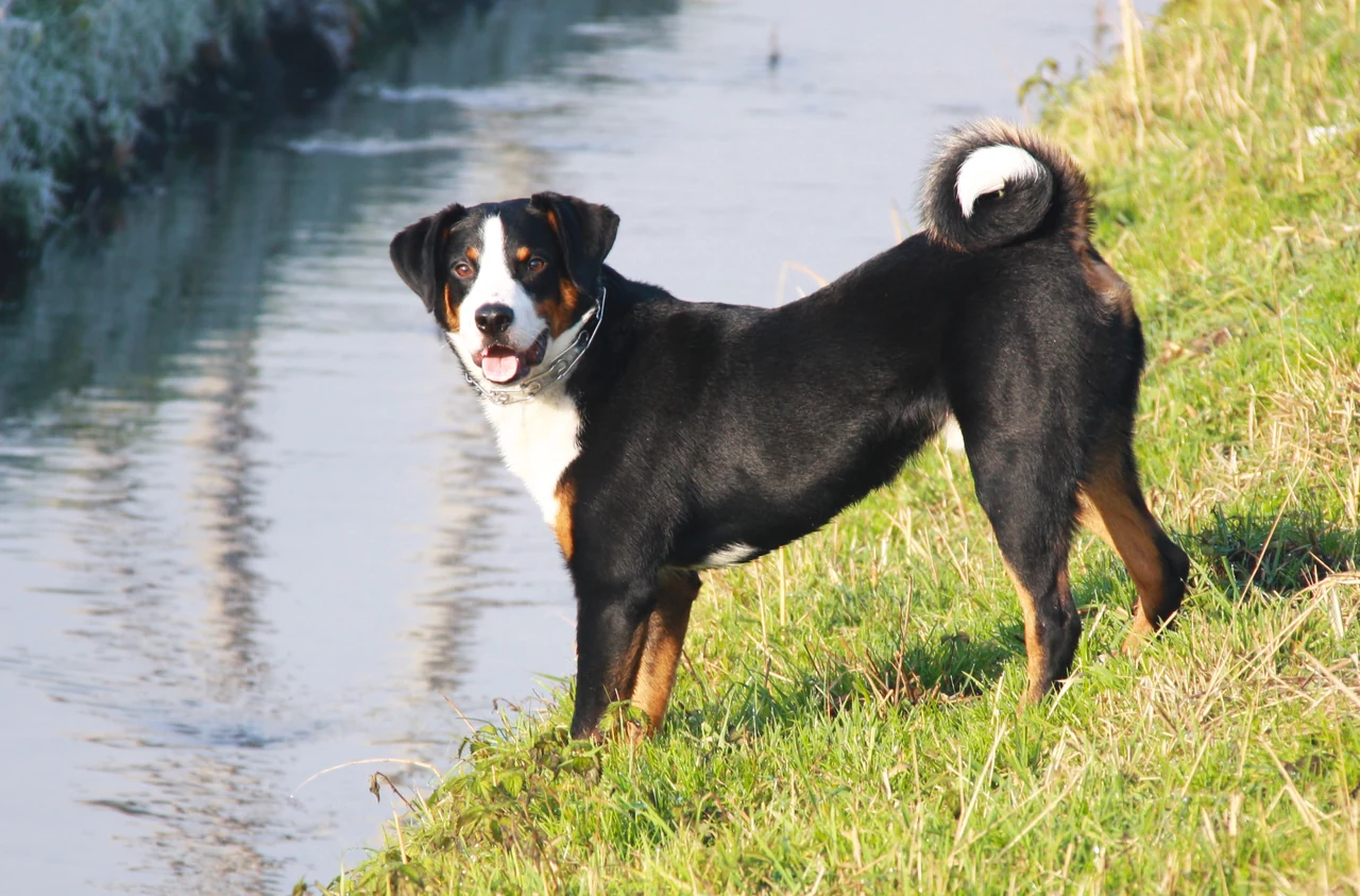 Appenzeller Sennenhund steht am grasbewachsenen Ufer eines Gewässers.