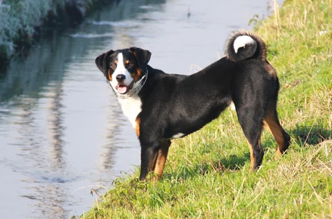 Appenzeller Sennenhund steht am grasbewachsenen Ufer eines Gewässers.