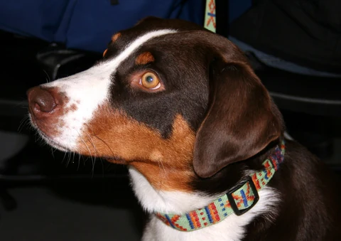 Kopf eines braunen Appenzeller Sennenhundes mit weißen und lohfarbenen Abzeichen.