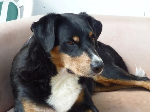 Appenzeller Sennenhund ruht auf einem Sofa.