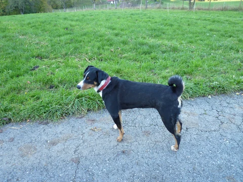 Appenzeller Sennenhund mit rotem Halsband steht auf einem Weg neben einer Wiese.