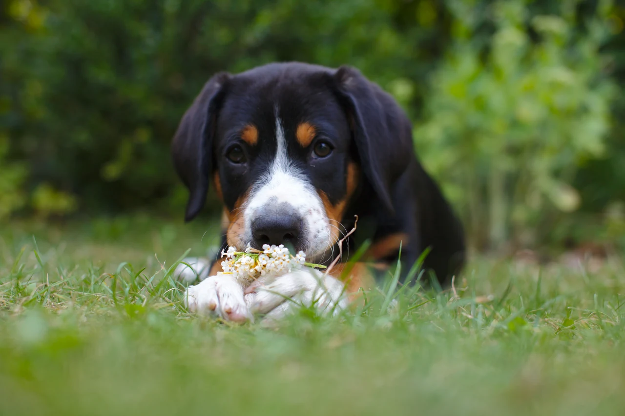 Entlebucher Mountain Dog lying in grass with white flowers between its front paws.