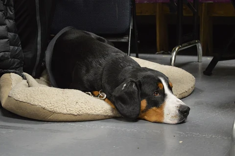 Entlebucher Mountain Dog resting with its head on the floor beside a dog bed.