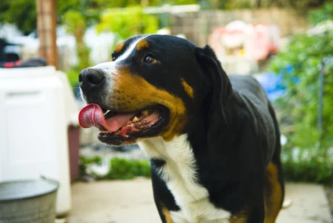 Side view of an Entlebucher Mountain Dog with its mouth open.