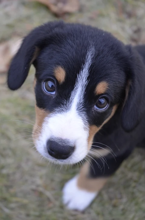 Entlebucher Mountain Dog puppy looking up towards the camera.