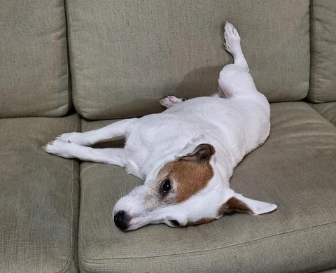 Parson Russell Terrier liegt ausgestreckt auf einem Sofa.