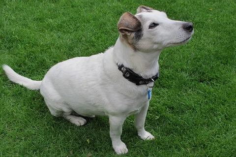 Glatthaariger Parson Russell Terrier sitzt im Gras und blickt hinauf.