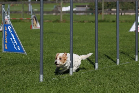 Parson Russell Terrier läuft im Agility-Slalom zwischen Stangen hindurch.