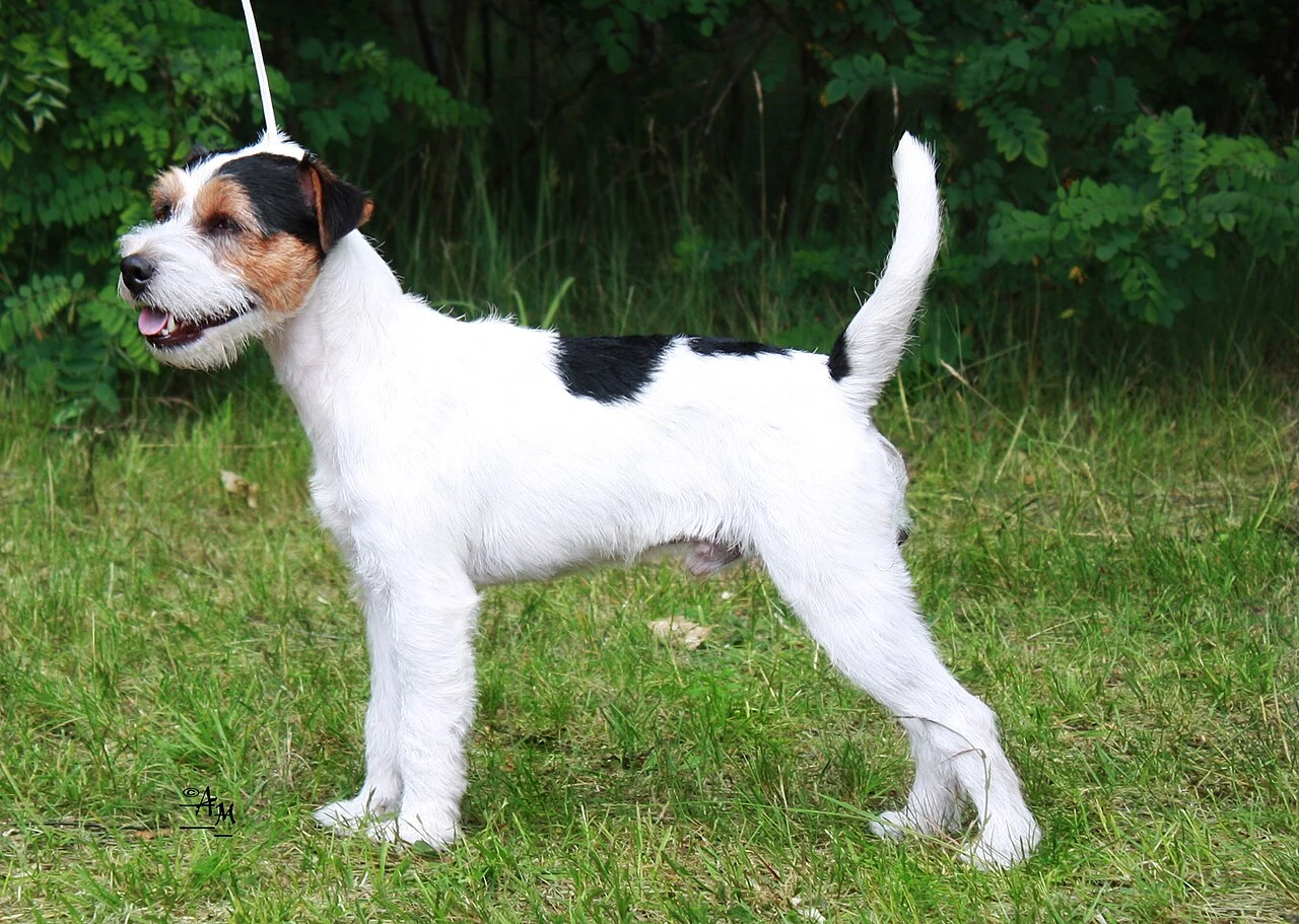 Rauhaariger Parson Russell Terrier mit weißen, schwarzen und lohfarbenen Abzeichen steht auf Gras.