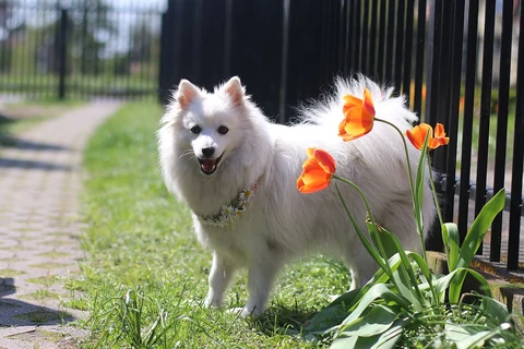 Weißer Japan-Spitz steht auf einer Wiese neben blühenden Pflanzen.