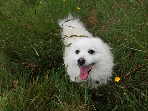 Weißer Japan-Spitz schaut zwischen hohen Gräsern in Richtung Kamera.