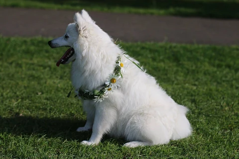 Weißer Japan-Spitz sitzt seitlich auf einer Wiese.