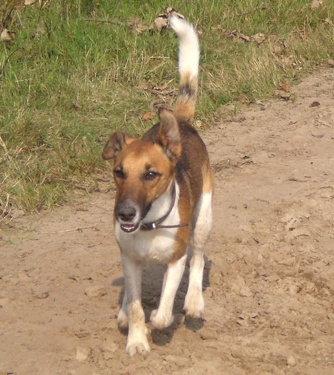 Tricolour Smooth Fox Terrier moving towards the camera on a path.