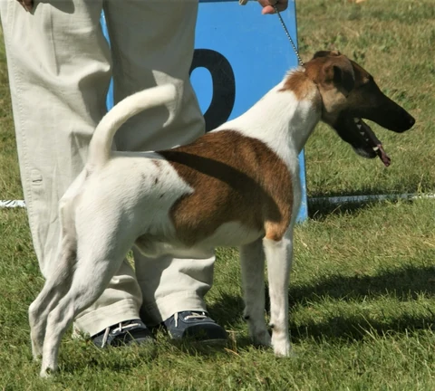 White-and-brown Smooth Fox Terrier standing beside a person on grass.