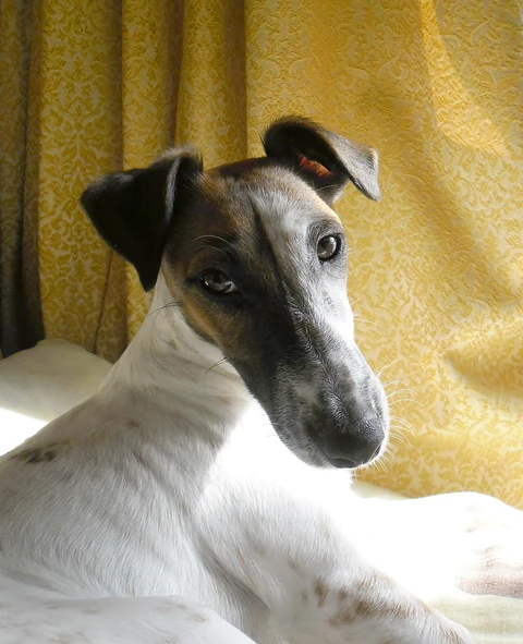 Head of a Smooth Fox Terrier beside a yellow curtain.