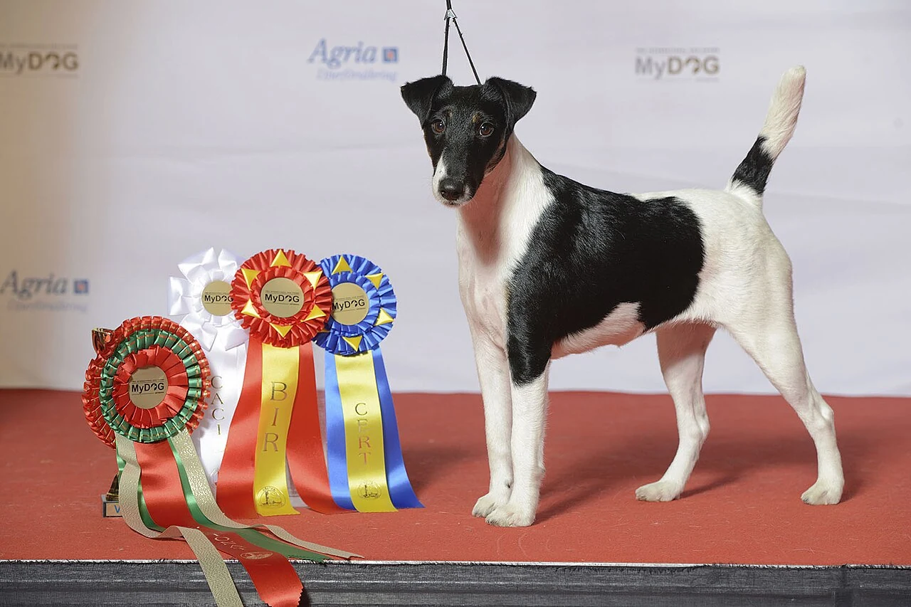 Black-and-white Smooth Fox Terrier standing on a red floor.