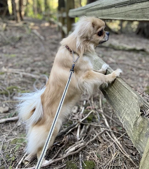 Beiger Tibet-Spaniel stützt seine Vorderpfoten auf eine Holzbrüstung.