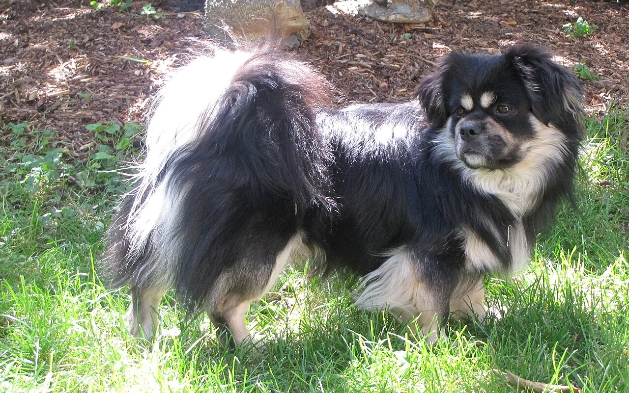 Schwarzer Tibet-Spaniel mit heller Zeichnung steht im Garten.