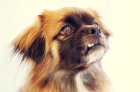 Brauner Tibet-Spaniel in einer Nahaufnahme von Kopf und Hals.