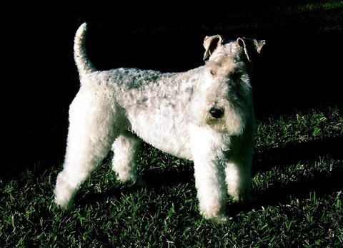 Wire Fox Terrier standing side-on on grass in front of shrubs.