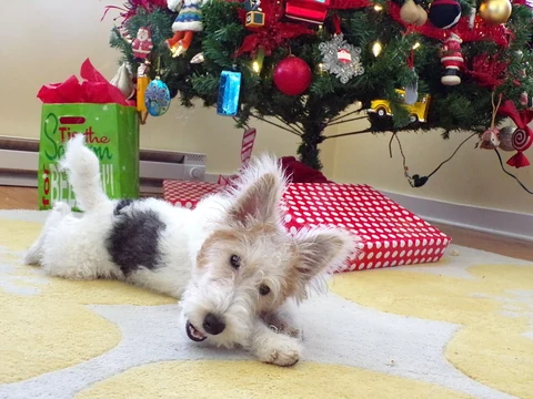 Black-and-white Wire Fox Terrier lying in front of a decorated Christmas tree.