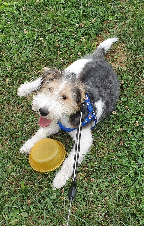 Wire Fox Terrier puppy wearing a blue harness beside a yellow bowl.