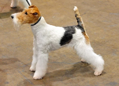 Dreifarbiger Drahthaar-Foxterrier steht an einer Leine auf befestigtem Boden.
