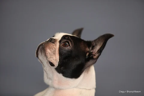 Seitlicher Kopf eines Boston Terriers, der nach oben schaut.