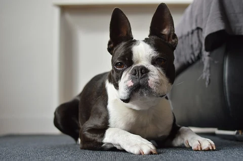 Boston Terrier liegt mit den Vorderpfoten auf einem Teppich.
