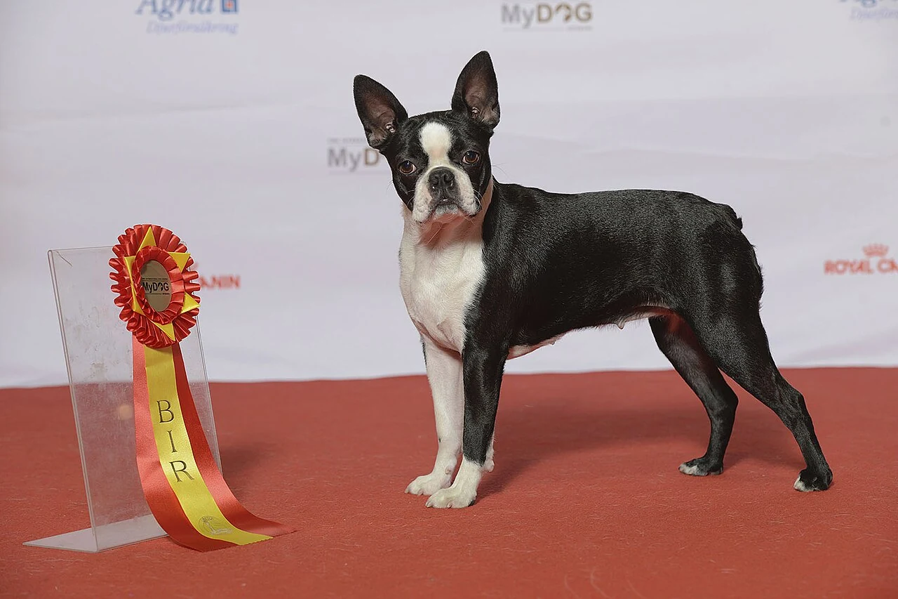 Boston Terrier mit weißer Brust steht bei einer Hundeausstellung auf rotem Boden.