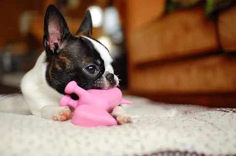 Boston Terrier mit rosafarbenem Spielzeug auf einer Decke.