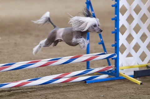 Hairless Chinese Crested jumping over a hurdle.