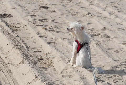 Fully coated Chinese Crested wearing a red harness and sitting on sand.
