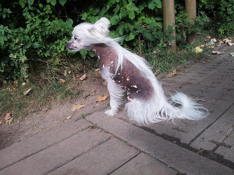 Side view of a seated hairless Chinese Crested with a long white crest.