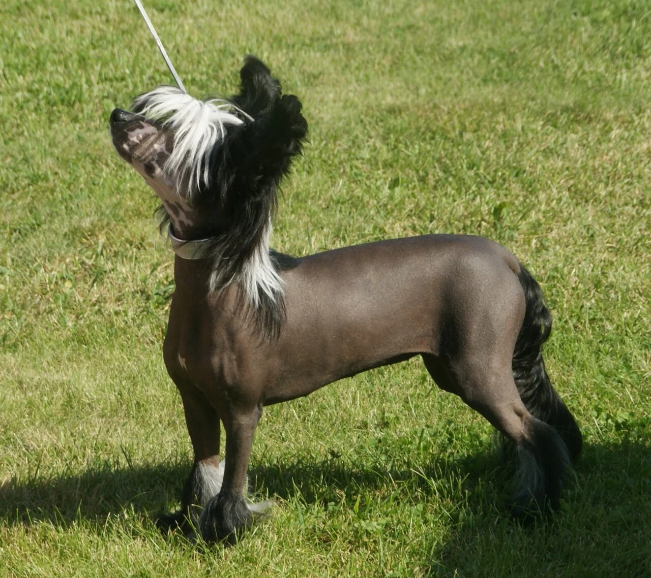 Hairless Chinese Crested with long hair on its head, feet and tail, standing on grass.