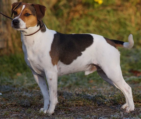 Dänisch-Schwedischer Farmhund mit weißem, schwarzem und braunem Fell steht im Freien.
