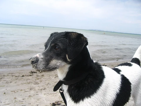 Kopf und Brust eines Dänisch-Schwedischen Farmhundes vor dem Meer.