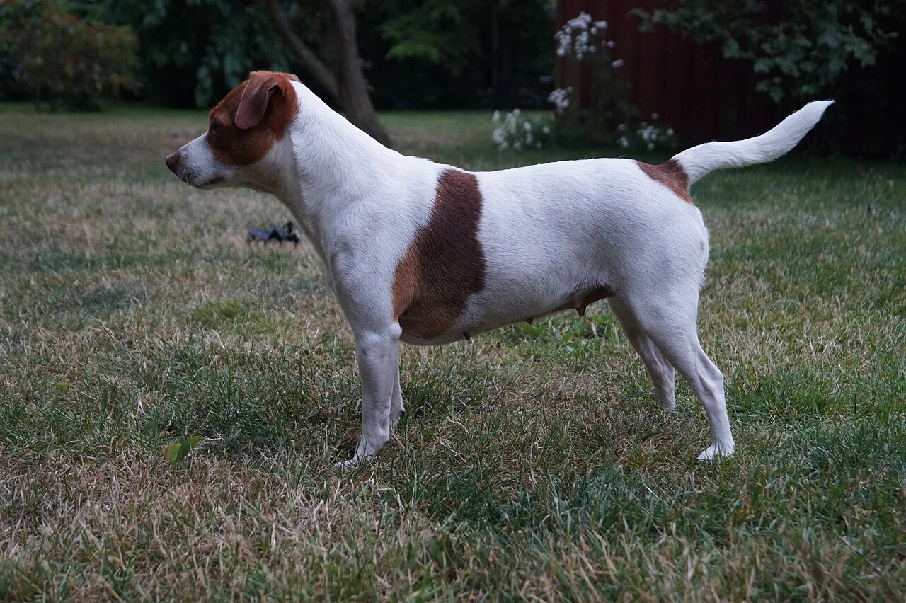 Dänisch-Schwedischer Farmhund mit braun-weißem Fell steht auf Gras.