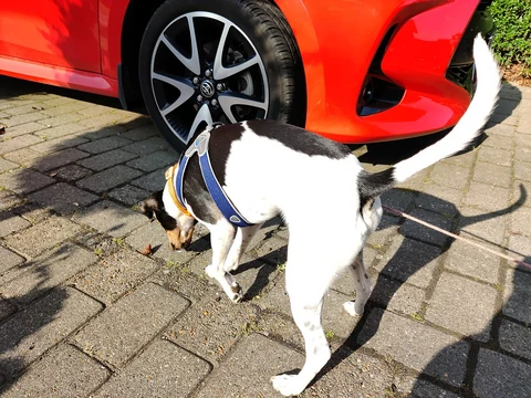 Dänisch-Schwedischer Farmhund mit Geschirr schnüffelt auf einem gepflasterten Weg.