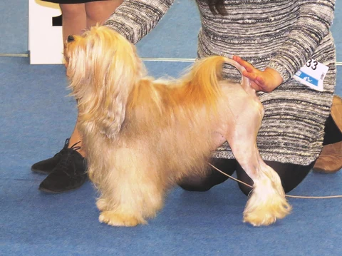 Löwchen mit langem Fell vorne und stark gekürzter hinterer Körperhälfte, seitlich bei einer Hundeausstellung.