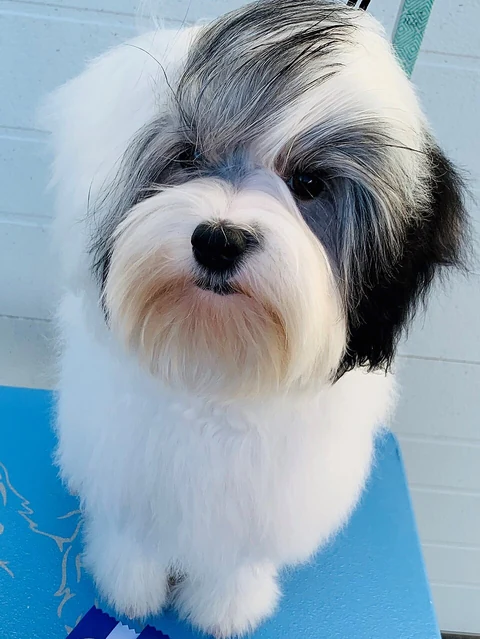 Löwchen-Welpe mit schwarz-weißem Fell auf einer blauen Unterlage.