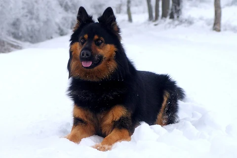 Böhmischer Schäferhund liegt im Schnee vor Nadelbäumen.