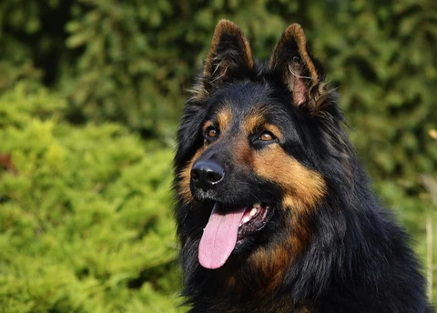 Kopf eines Böhmischen Schäferhundes mit aufgerichteten Ohren.