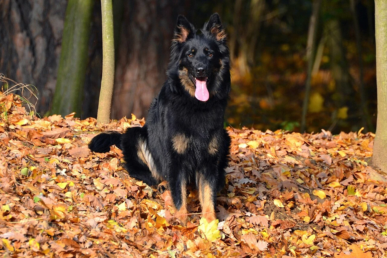 Böhmischer Schäferhund sitzt auf Herbstlaub im Wald.