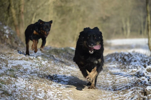 Zwei Böhmische Schäferhunde laufen auf einem verschneiten Waldweg.