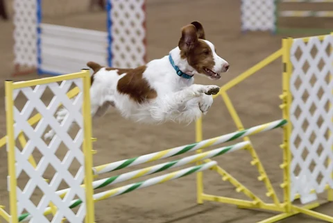 Brittany jumping over an agility hurdle.