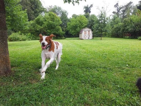 Brittany running through a garden with trees.