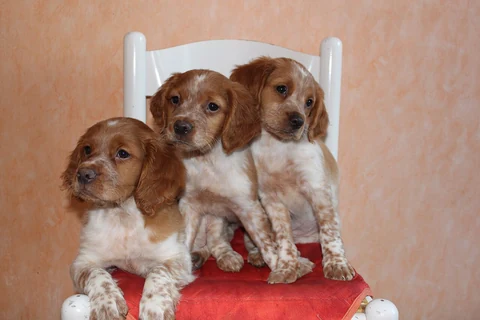 Three Brittany puppies sitting on a chair with a red cushion.