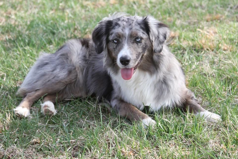 Miniature American Shepherd mit marmoriertem Fell liegt im Gras.